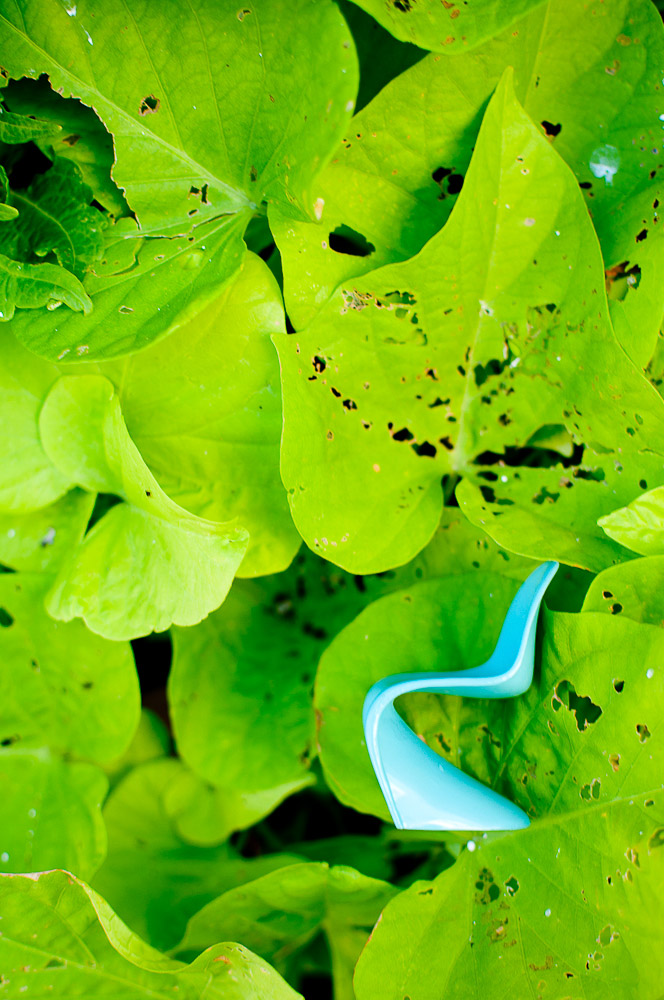 Miniature Panton chair on green leaves, Switzerland